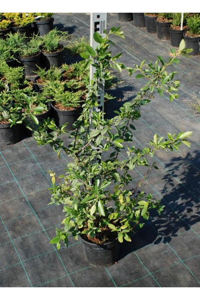 Пираканта Оранж Глоу - 3л/вис.35-45см/Ø25-35см